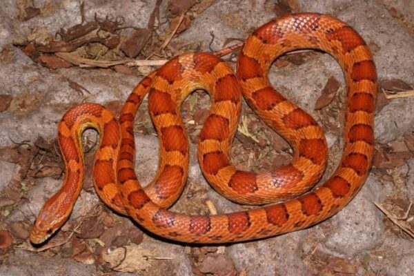 Corn Snake - Badoca