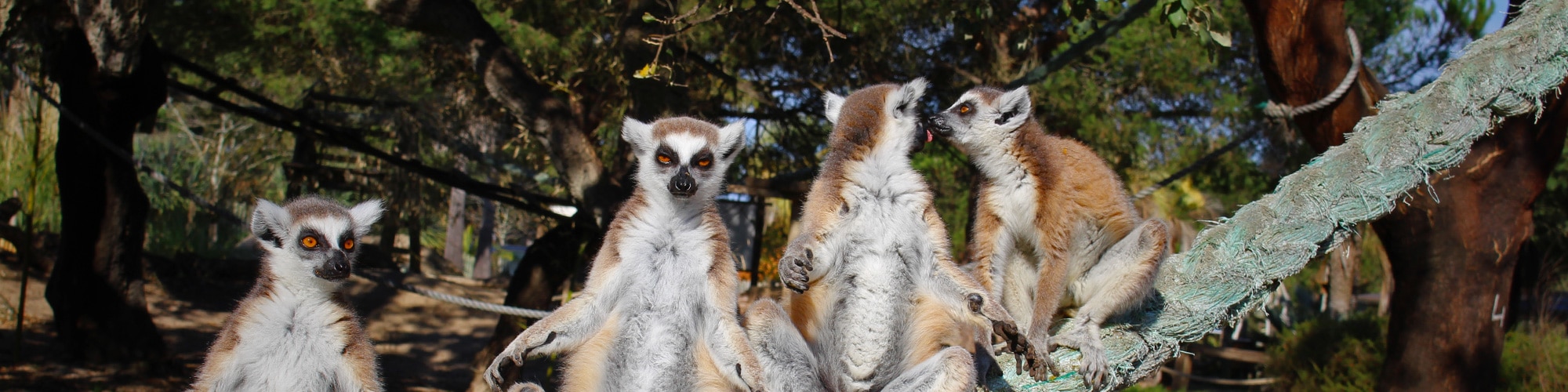 A yawning Lemur | The Ring-tailed Lemur is highly social, li… | Flickr