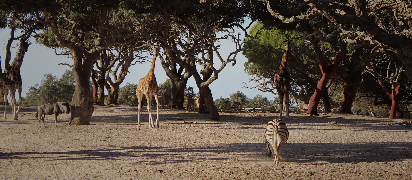 Badoca Safari Park