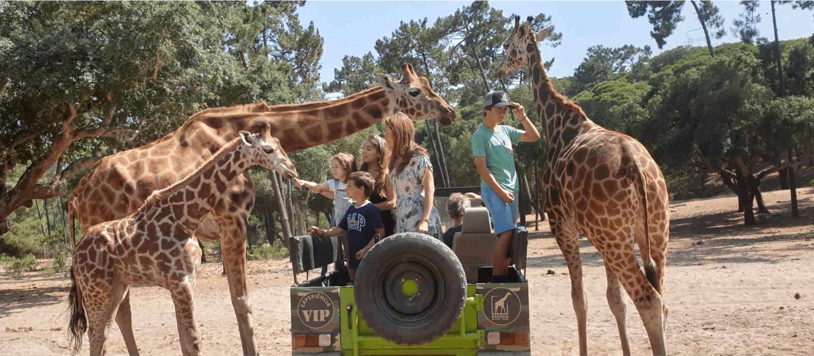 badoca safari park morada