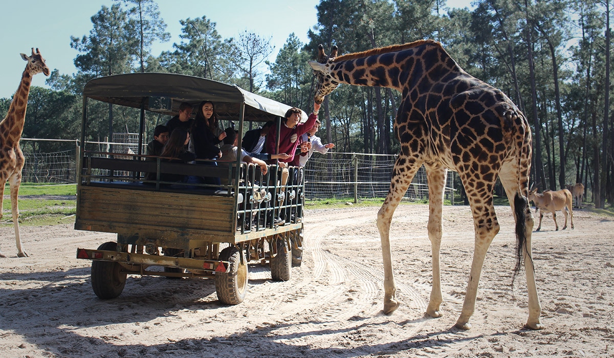 Safari Badoca