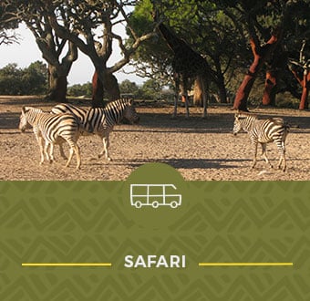 safari vip price